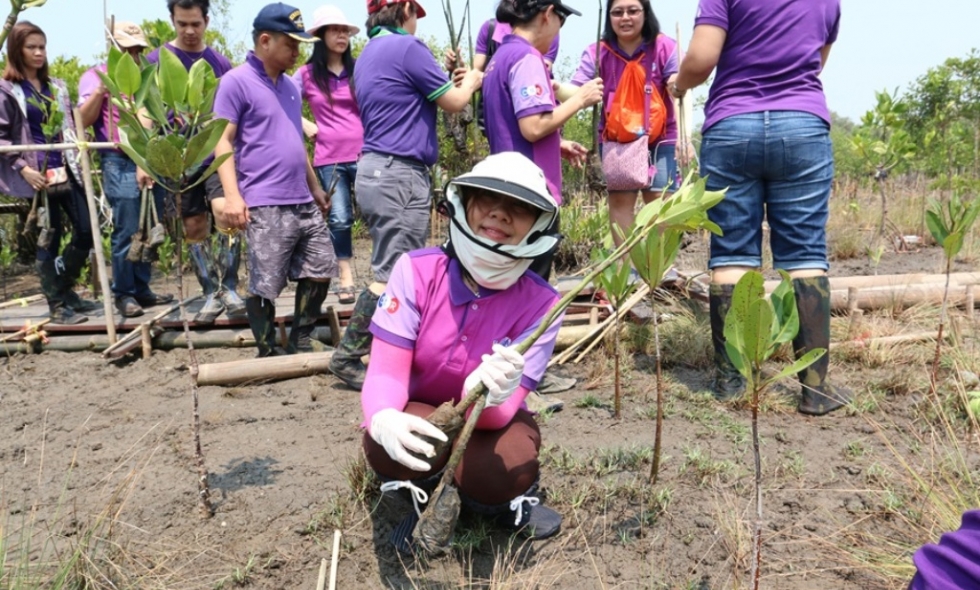 CSR ปลูกป่าชายเลน-2